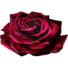 Grand Prix rose on transparent background
